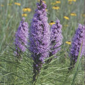 Bottlebrush Blazing Star, Liatris Seeds